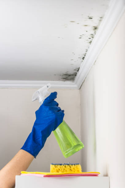 Best Localized Mold Remediation (e.g., coastal areas, humid climates) in Eagle Point, OR